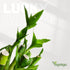 3-Stalk Set 6'' 6'' 8'' Lucky Bamboo with Pebbles in Elephant Pineapple Pot Live Houseplant for Good Fortune