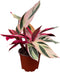 CoollectivePlants Stromanthe Triostar Live Plant in 4 Growers Pot Rare Tricolor Houseplant,