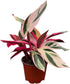CoollectivePlants Stromanthe Triostar Live Plant in 4 Growers Pot Rare Tricolor Houseplant,