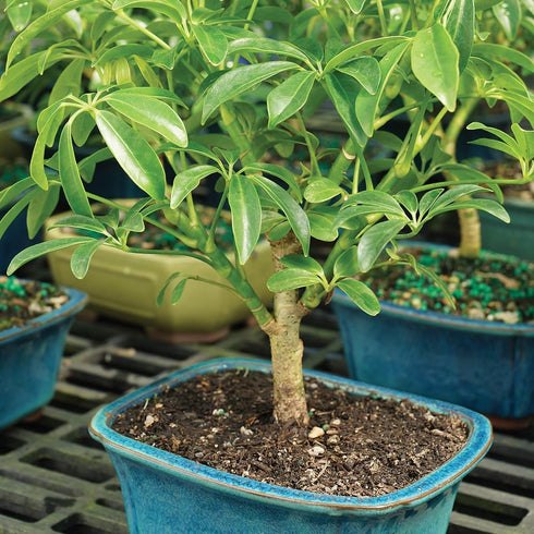 3 4 7 Inches Brussel's Bonsai Live Hawaiian Umbrella Bonsai Tree - Small, Year, to Tall - Indoor Bonsai Tree