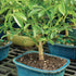 3 4 7 Inches Brussel's Bonsai Live Hawaiian Umbrella Bonsai Tree - Small, Year, to Tall - Indoor Bonsai Tree