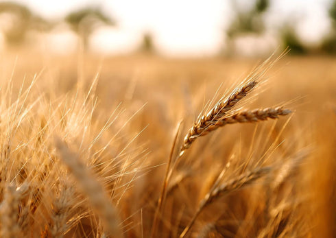 5 Food to Live - Organic Hard Red Wheat Berries, Pounds Non-GMO, Kosher, Raw, Sproutable, Vegan, Sodium and Sugar Free