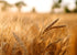 5 Food to Live - Organic Hard Red Wheat Berries, Pounds Non-GMO, Kosher, Raw, Sproutable, Vegan, Sodium and Sugar Free