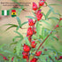 5oz Kovafood Dried Red Hibiscus Flowers, Sorrel Leaves, Zobo Leaves I Organic I NON-GMO I Washed and Sifted