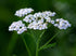 Yarrow Flower Tea, 100% Yarrow Flowers (Achillea Millefolium), All Natural Ayurveda Herb, 1.05oz