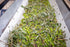 (2 Pack) Seasons Pesto Infused Olive Oil Basil, Parmesan & Garlic Flavors, Perfect for Pasta, Bread Dipping