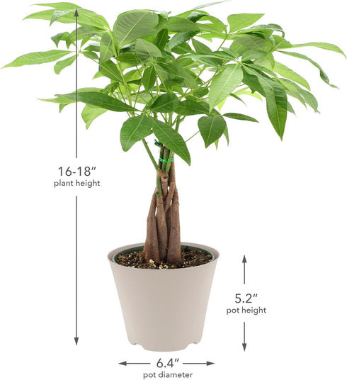 Arcadia Garden Products LV64 6-inch, Live Braided Money Tree Pachira Aquatica Indoor Houseplant in Arcadia Garden