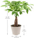 Arcadia Garden Products LV64 6-inch, Live Braided Money Tree Pachira Aquatica Indoor Houseplant in Arcadia Garden