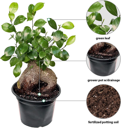 6" Live Ginseng Ficus, Ficus Retusa, Taiwan Ficus, Banyan Fig, Bonsai Houseplant, Birthday Gift, Housewarming Gift