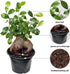 6" Live Ginseng Ficus, Ficus Retusa, Taiwan Ficus, Banyan Fig, Bonsai Houseplant, Birthday Gift, Housewarming Gift