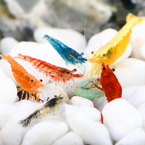 Hygger CO2 10+ Mixed Neocaridina Shrimp Assortment - Cherry, Fire Red, Blue Velvet &