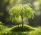 2 Miniature Weeping Willow Tree Cuttings to Grow - Stunning Weeping Branches