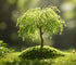 2 Miniature Weeping Willow Tree Cuttings to Grow - Stunning Weeping Branches