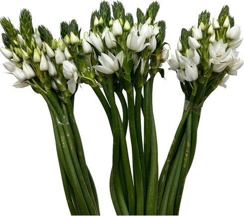 WANGBINYU 20 Stems Ornithogalum Fresh Cut Flowers Blooms of Star of Bethlehem