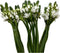 WANGBINYU 20 Stems Ornithogalum Fresh Cut Flowers Blooms of Star of Bethlehem