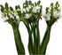 WANGBINYU 20 Stems Ornithogalum Fresh Cut Flowers Blooms of Star of Bethlehem
