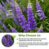 4 oz. 113g Chaste Tree Berry hasteberry Tea Chaste Tree Berry Tea Herb (Vitex Agnus-Castus) - Herbal Vitex Sauzgatillo