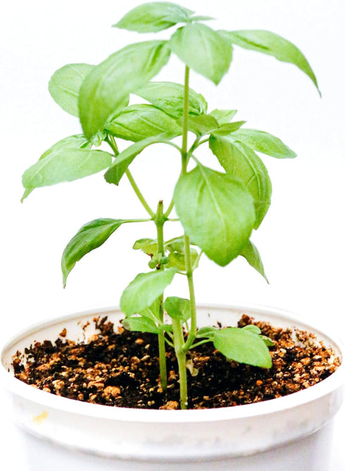 Generic 3 Pack 3 3.5" Live Sweet Basil Plant Edible Culinary Herbs in Pot, Fragrant and Fast-Growing, Great for Kitchen
