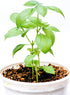 Generic 3 Pack 3 3.5" Live Sweet Basil Plant Edible Culinary Herbs in Pot, Fragrant and Fast-Growing, Great for Kitchen