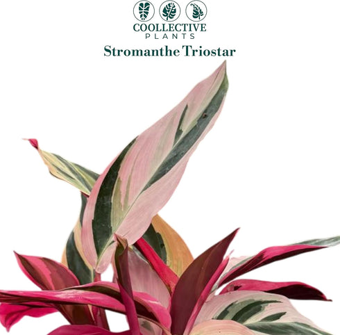 4 CoollectivePlants Stromanthe Triostar Live Plant in Growers Pot Rare Tricolor Houseplant, Easy Care Indoor Plant, Low