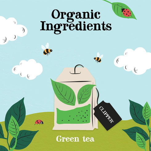 Clipper 80 (Pack 3, 240 Pure Green Teabags of Total Teabags)