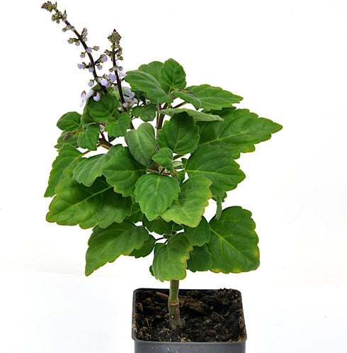 3" (2.6x3.5) Plectranthus Ernstii Caudex, Bonsai Mint, Caudex, Caudiciform Plectranthus, Spurflower, Upright Plant