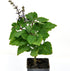 3" (2.6x3.5) Plectranthus Ernstii Caudex, Bonsai Mint, Caudex, Caudiciform Plectranthus, Spurflower, Upright Plant
