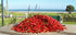 Kaitaia Fire Chili Pepper Hot Sauce from New Zealand, Made with Organically Grown Cayenne Chilis