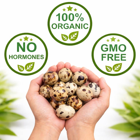 (36+ Count) FARM FRESH Quail Eggs *Laid in the U.S.* Hormone Free; Non-GMO - *Eating Eggs*