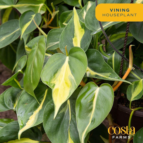 Costa Farms Philodendron Live Plant, Grower's Choice Indoor House Plant, Easy to Grow Vining Houseplant in Decorative