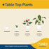12-15 Inches Costa Farms Lucky Bamboo Live Plant in Decorative Pot, Easy to Maintain Indoor Houseplant, Perfect
