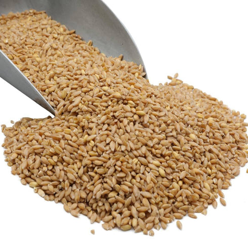 10 lb Bronze Chief Wheat Berries, Non-GMO Hard Red Spring Wheat. High-Protein