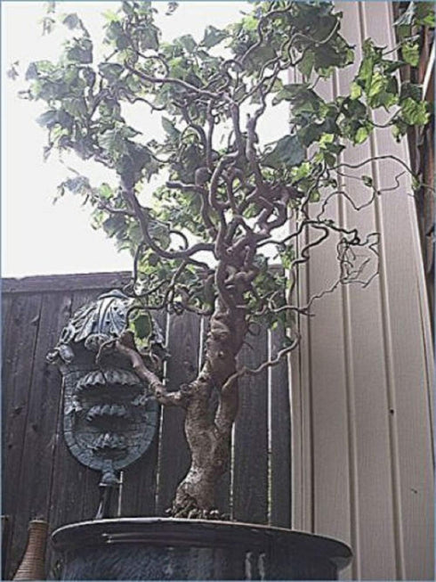 3 2-3 inches Jumbo Bonsai Tree Dragon Claw Willow - foot tall Trunk approx Thick