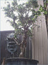 3 2-3 inches Jumbo Bonsai Tree Dragon Claw Willow - foot tall Trunk approx Thick