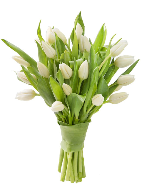 Blooms2Door - Fresh Cut 20 White Tulips Without Vase- Fresh Flowers for