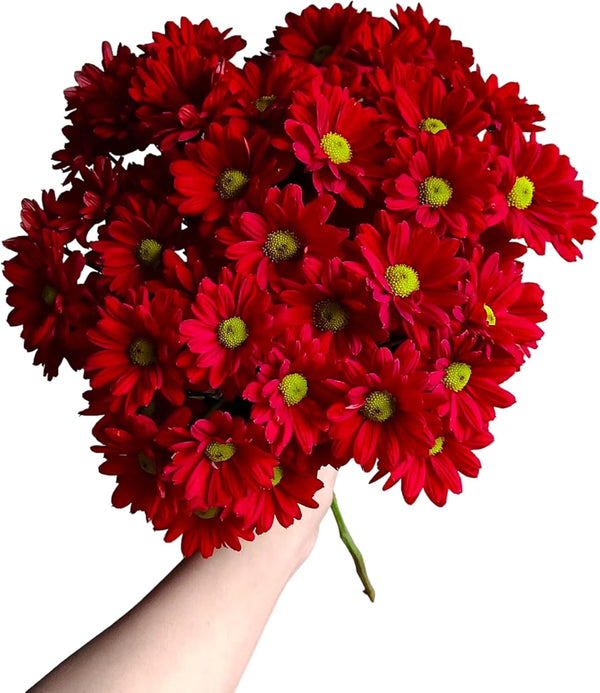 20 Fresh Red Daisy Cut Flowers | Florist-Selected Stems | Ideal for