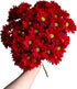 20 Fresh Red Daisy Cut Flowers | Florist-Selected Stems | Ideal for