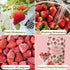 Summer Set Juju Oops Freeze Dried Strawberry & Pineapple Fruit