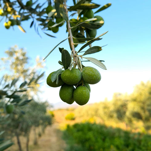33.8 oz (1L) 100% Hyllarima Organic Extra Virgin Olive Oil | fl | Early-Harvest | First Cold Pressed | Organic