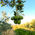 33.8 oz (1L) 100% Hyllarima Organic Extra Virgin Olive Oil | fl | Early-Harvest | First Cold Pressed | Organic
