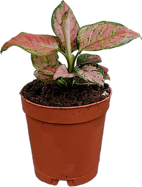 CoollectivePlants Aglaonema Red Valentine Live Plant in 2" Growers Pot Chinese Evergreen,