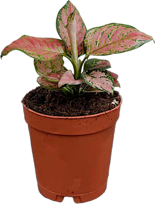 CoollectivePlants Aglaonema Red Valentine Live Plant in 2" Growers Pot Chinese Evergreen,