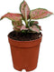 CoollectivePlants Aglaonema Red Valentine Live Plant in 2" Growers Pot Chinese Evergreen,