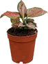 CoollectivePlants Aglaonema Red Valentine Live Plant in 2" Growers Pot Chinese Evergreen,