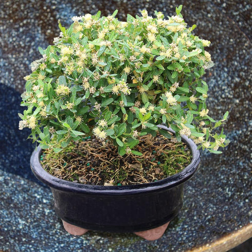 3 6" 8" Brussel's Live Harland Boxwood Outdoor Bonsai Tree - Years Old; to Tall with Decorative Container