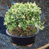3 6" 8" Brussel's Live Harland Boxwood Outdoor Bonsai Tree - Years Old; to Tall with Decorative Container