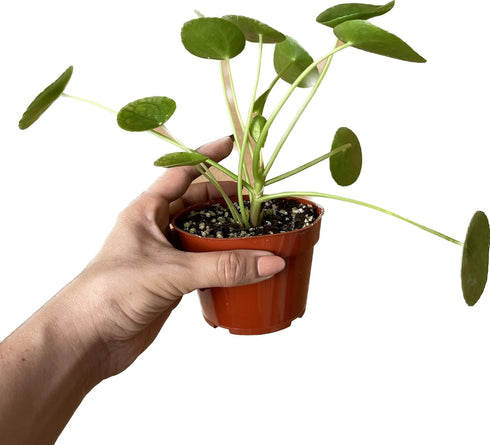 4-Inch 6-inch (4" Chinese Money Plant Live - Pilea peperomioides Live Plant | Easy Care Indoor Houseplant | Air