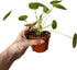 4-Inch 6-inch (4" Chinese Money Plant Live - Pilea peperomioides Live Plant | Easy Care Indoor Houseplant | Air