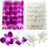 Miami Fresh Orchid Flower OrchidClubUSA Sunne Tropical Loose Bloom DIY Lei food