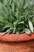 1200+ Count 2026 TomorrowSeeds - Broadleaf Sage Seeds - - for Planting Salvia Perennial Heirloom Thyme Rosemary Basil